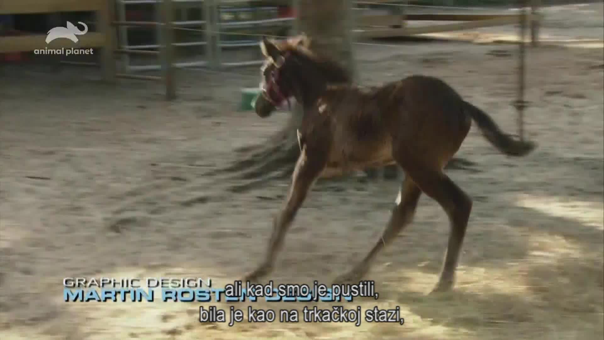 AnimalPlanet