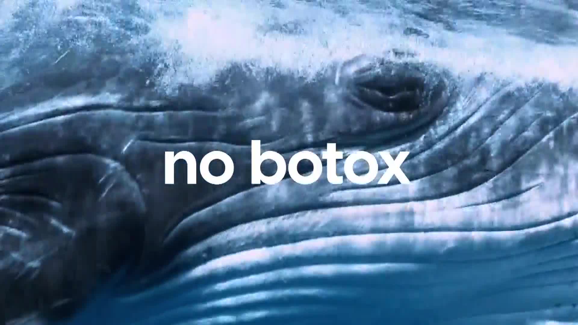 AnimalPlanet