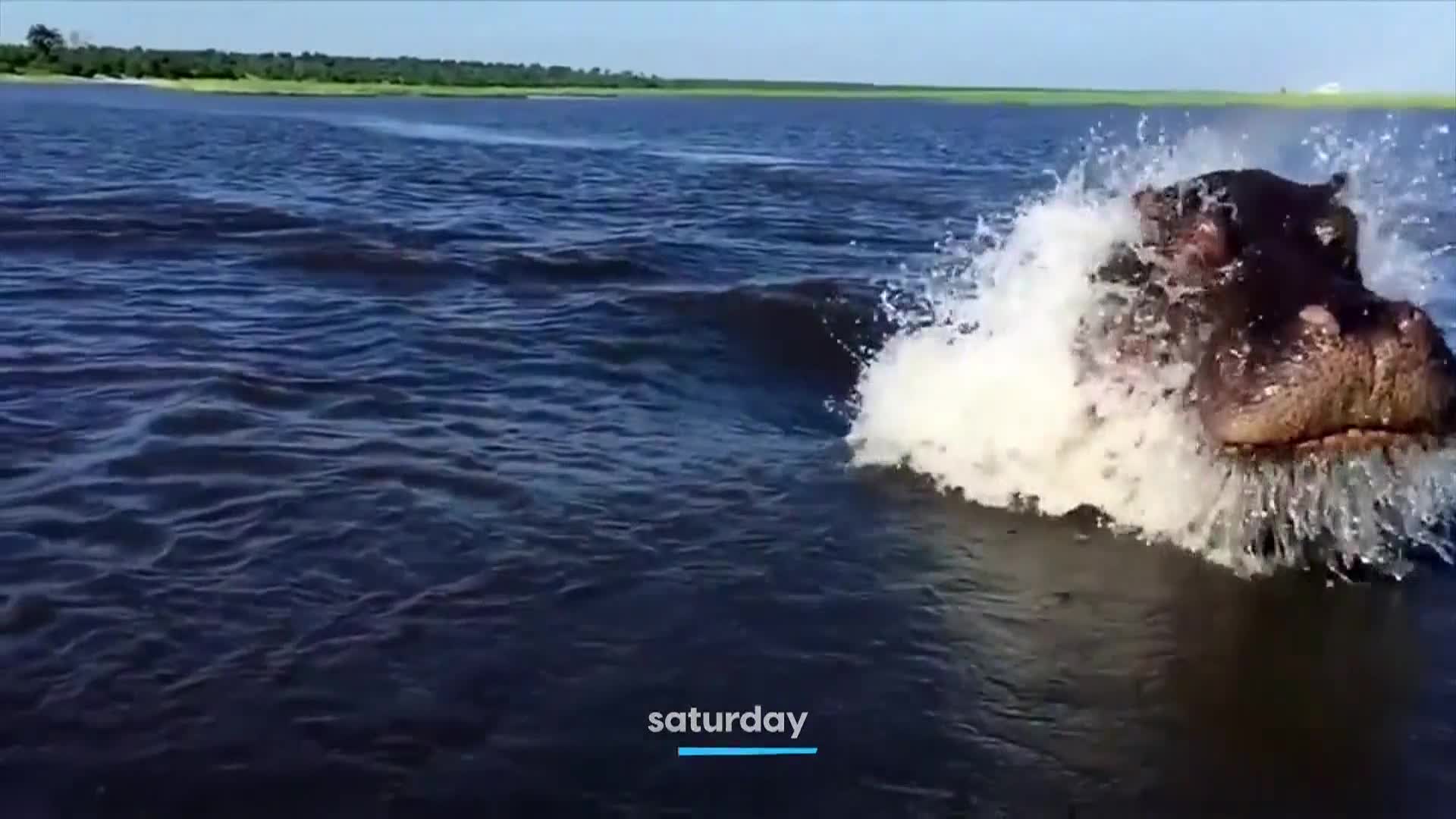 AnimalPlanet