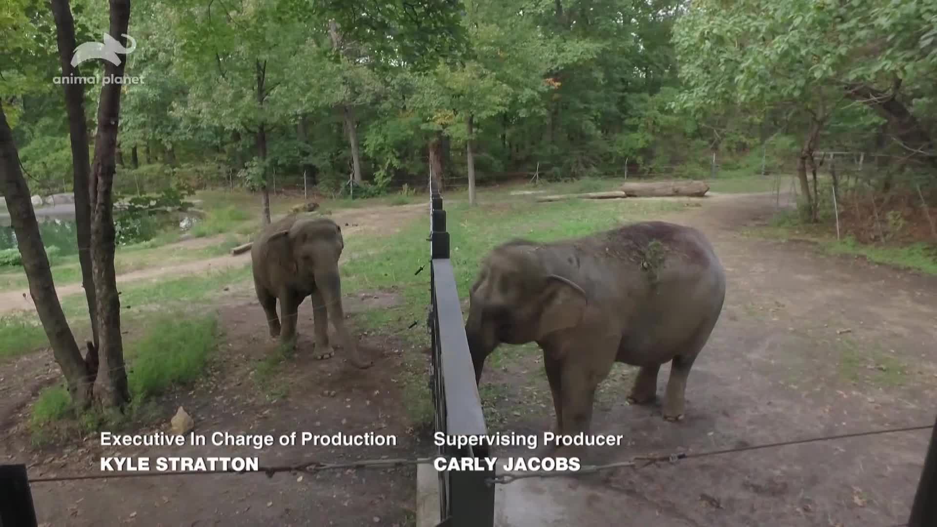 AnimalPlanet