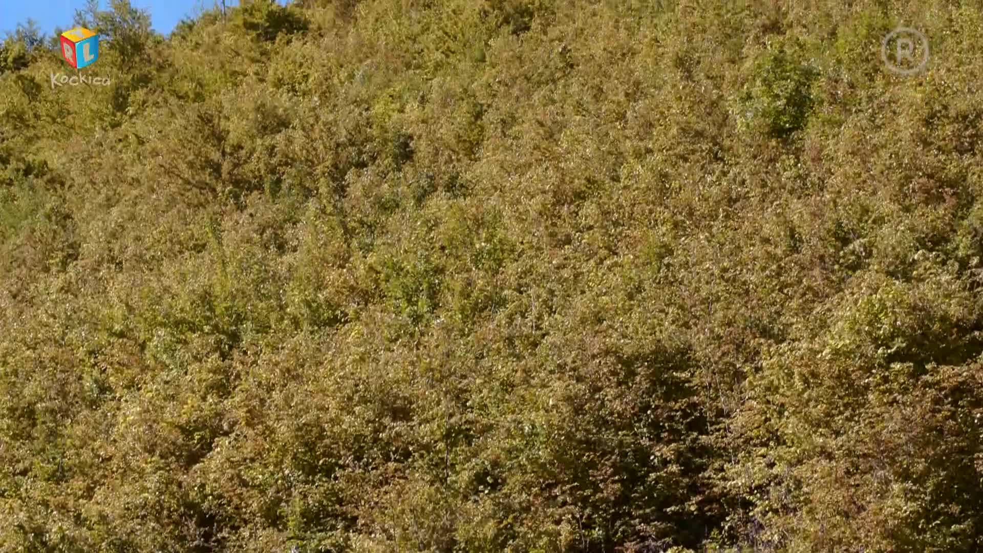 RTLKockica