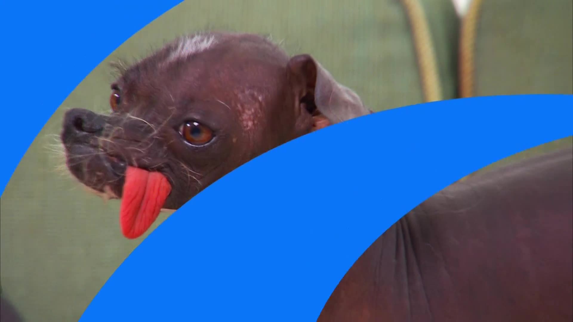 AnimalPlanet