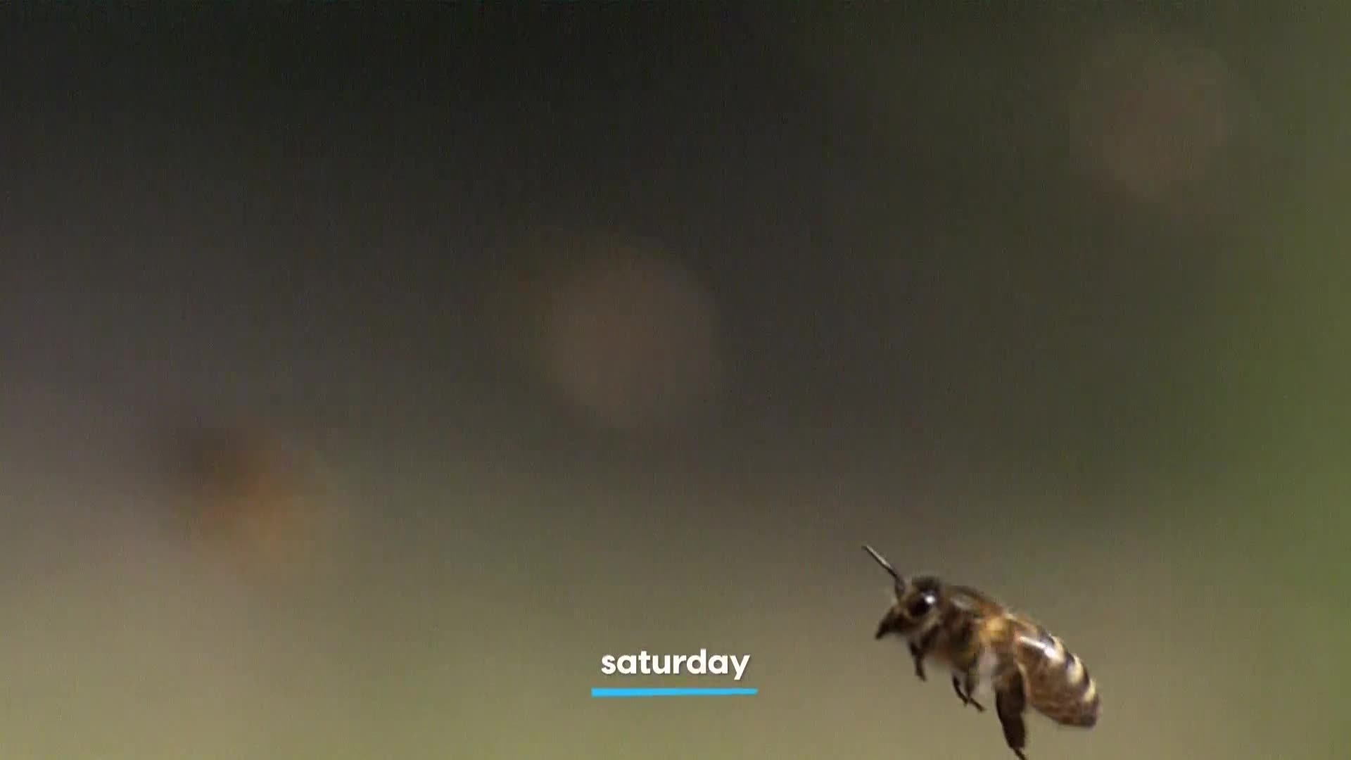 AnimalPlanet