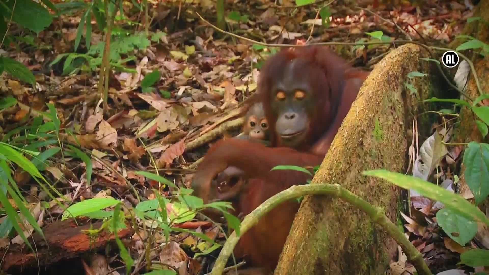AnimalPlanet