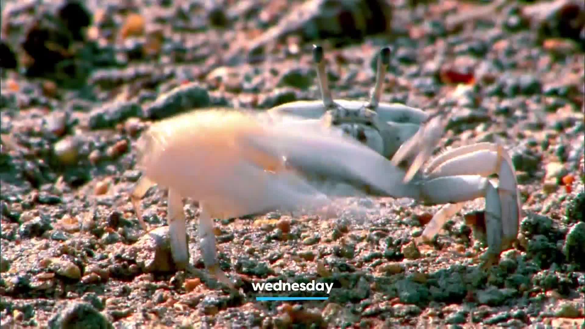 AnimalPlanet