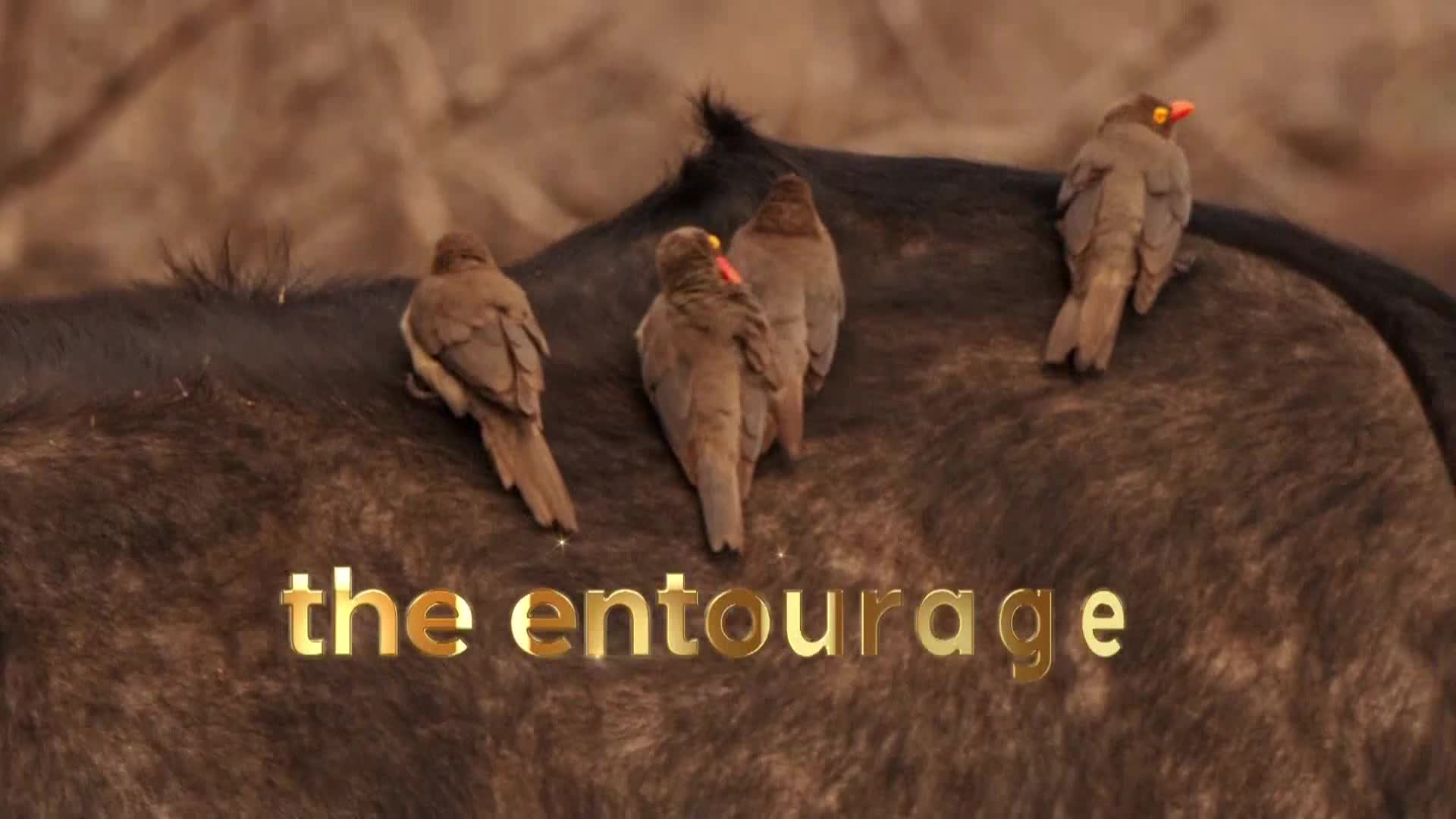AnimalPlanet