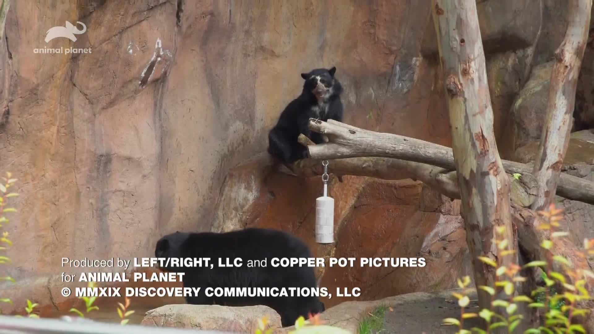AnimalPlanet