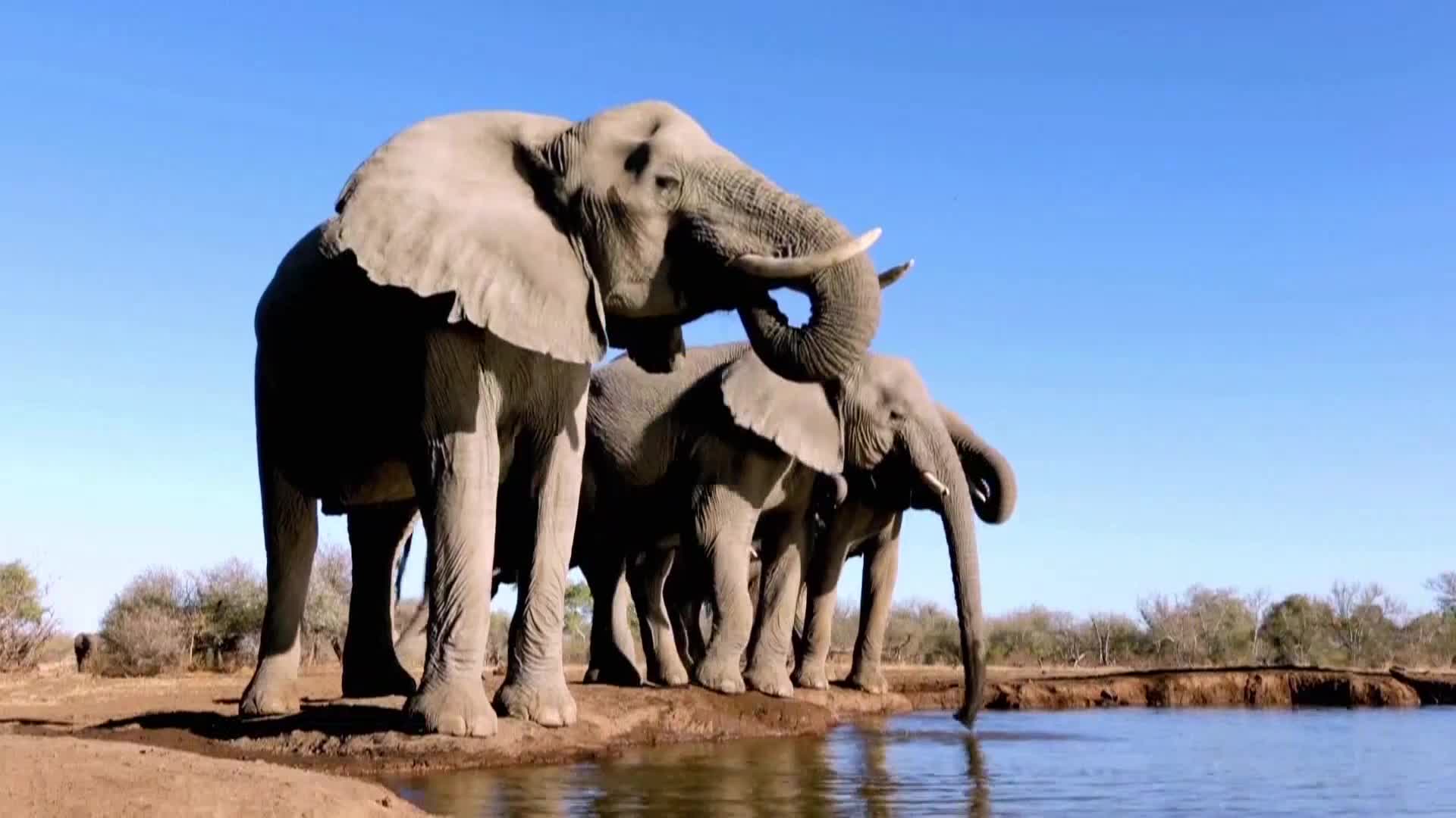 AnimalPlanet