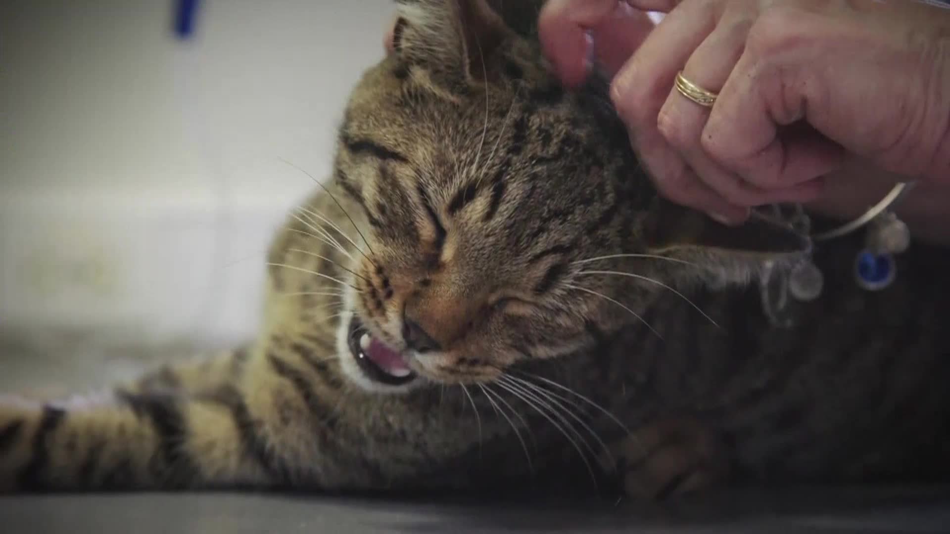 AnimalPlanet