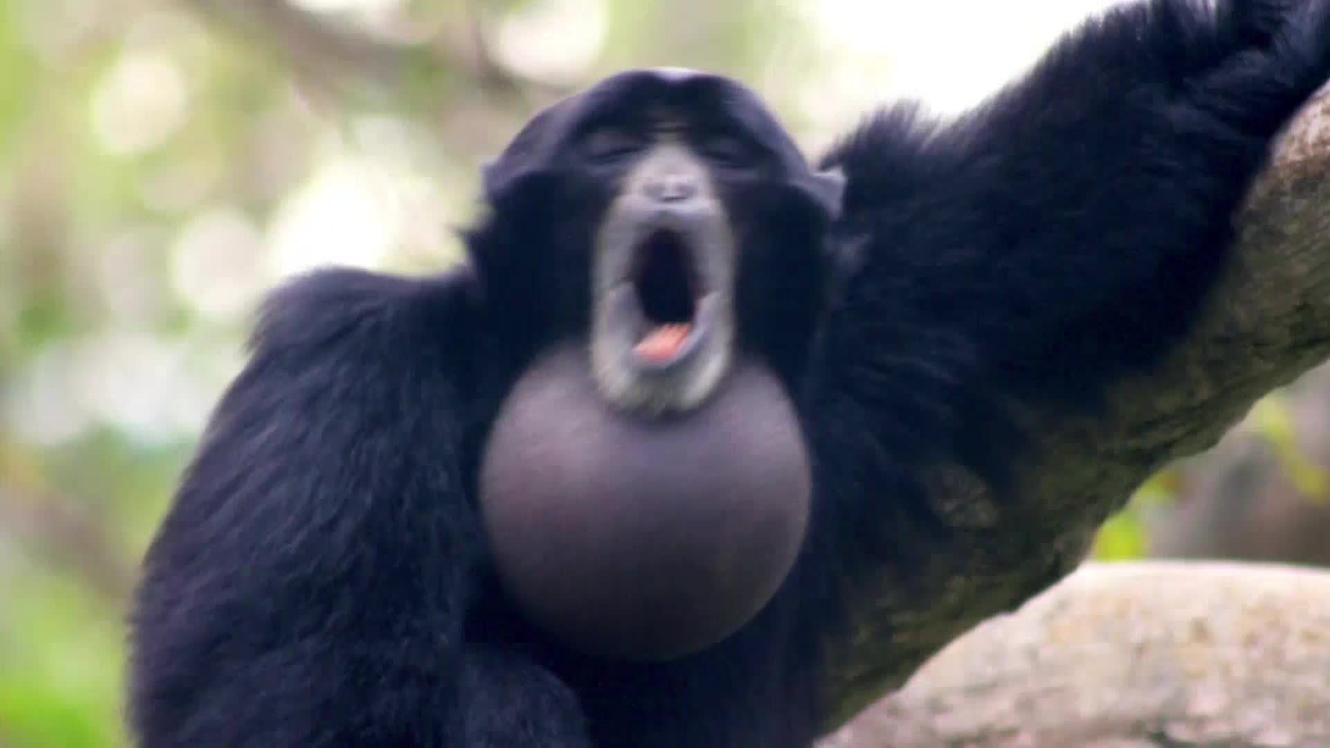 AnimalPlanet