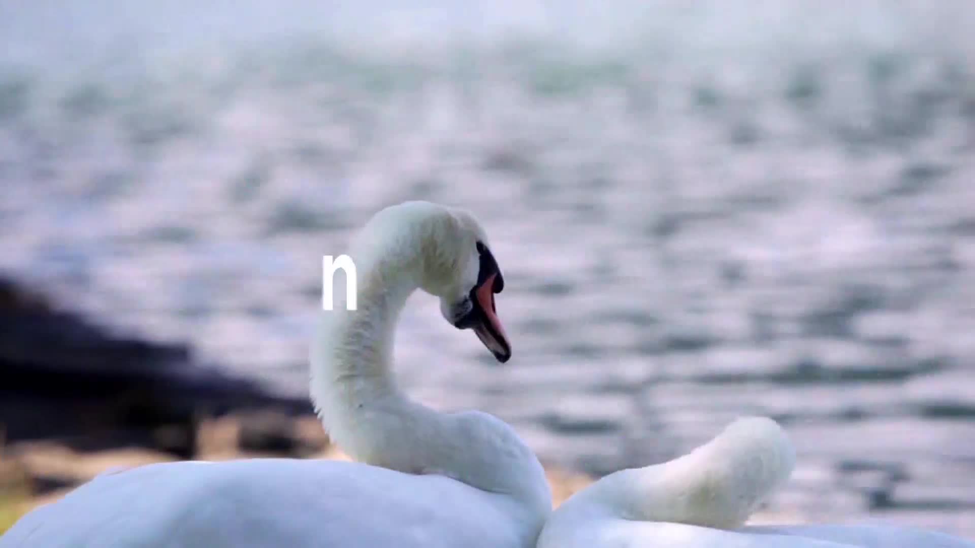 AnimalPlanet