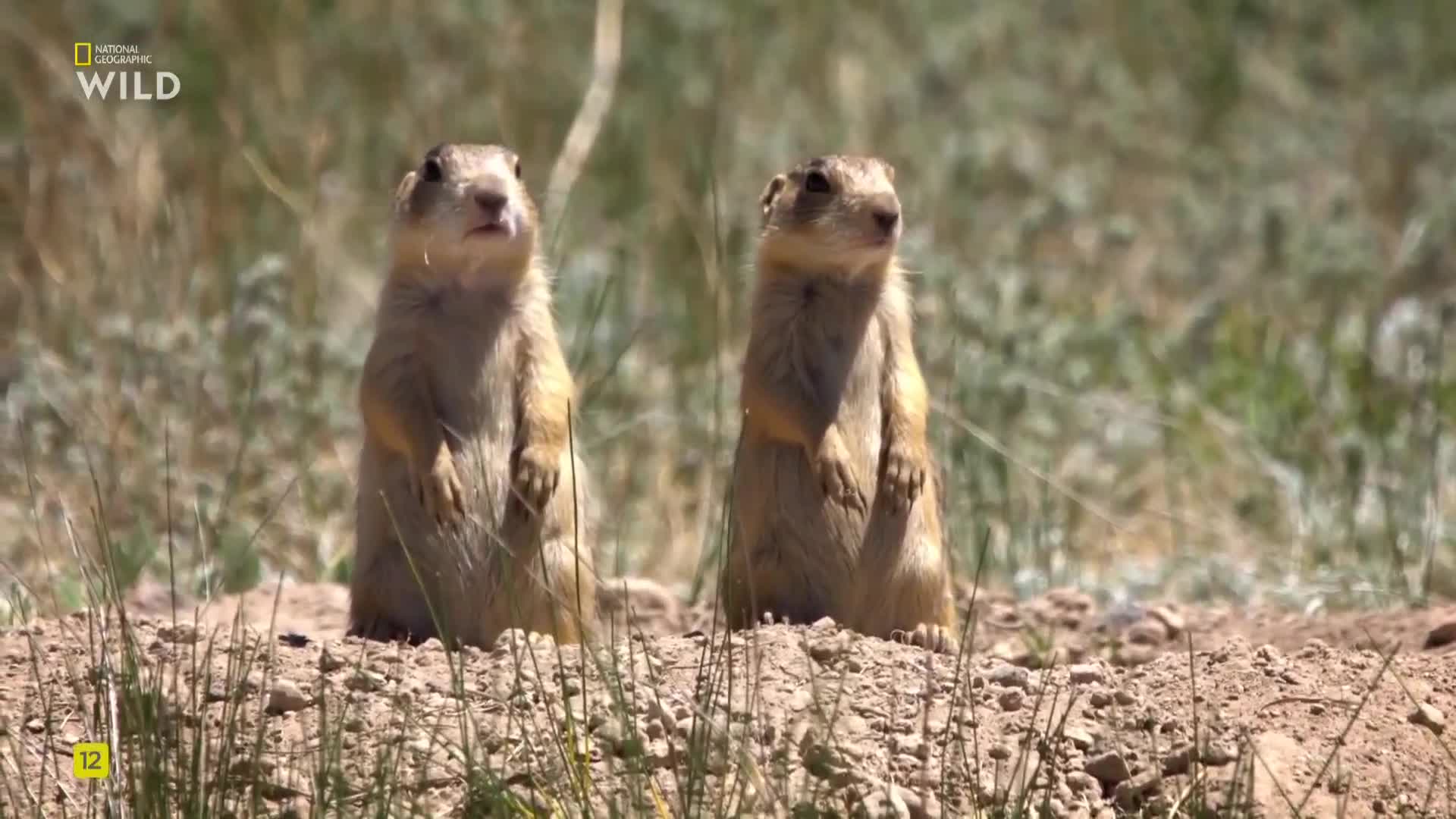 Premium9