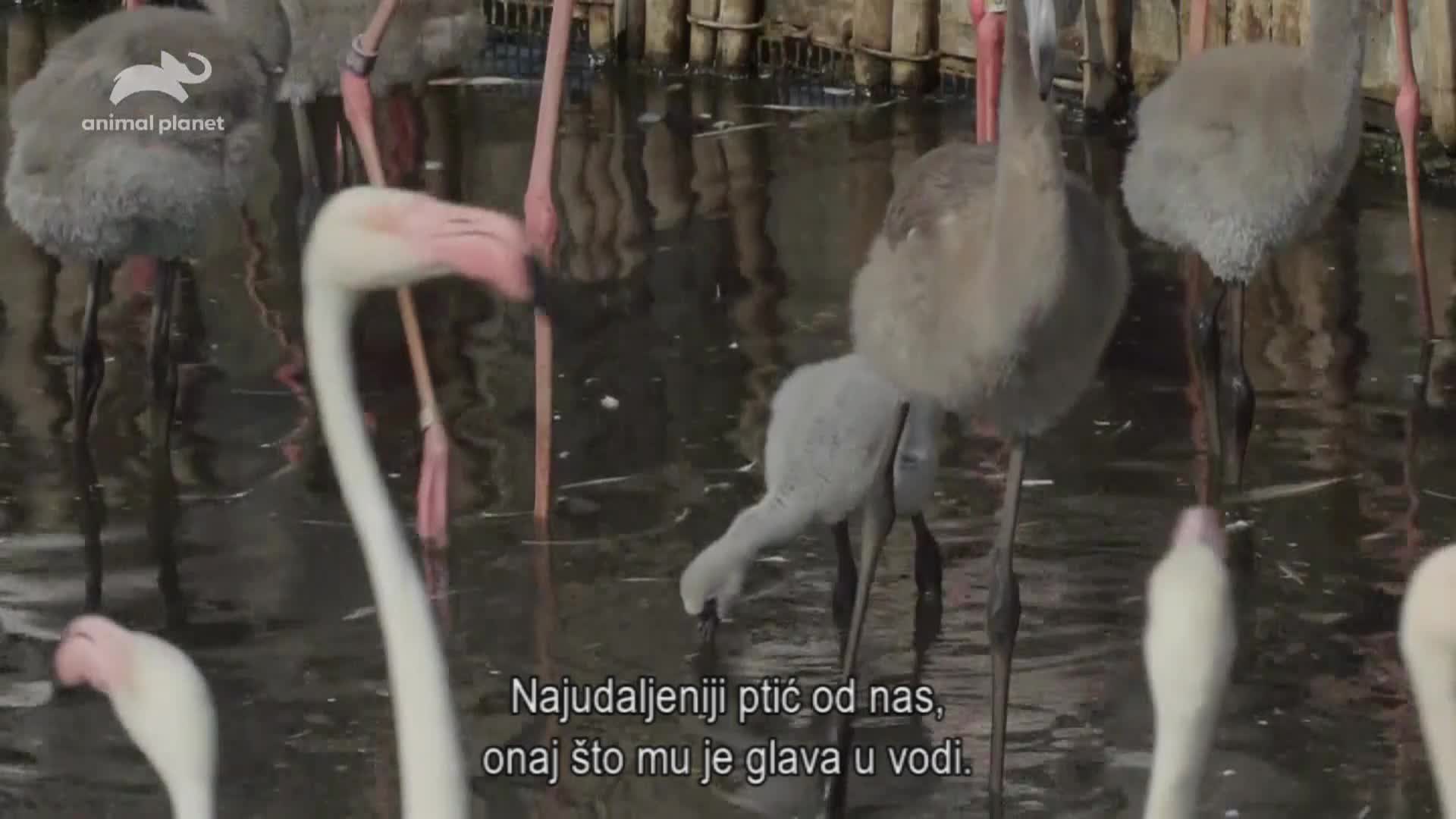AnimalPlanet
