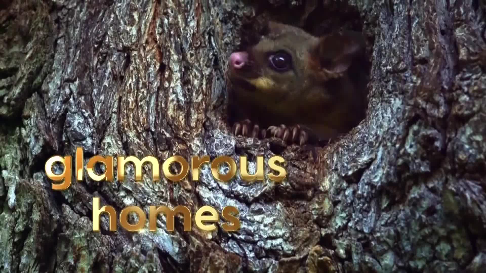 AnimalPlanet