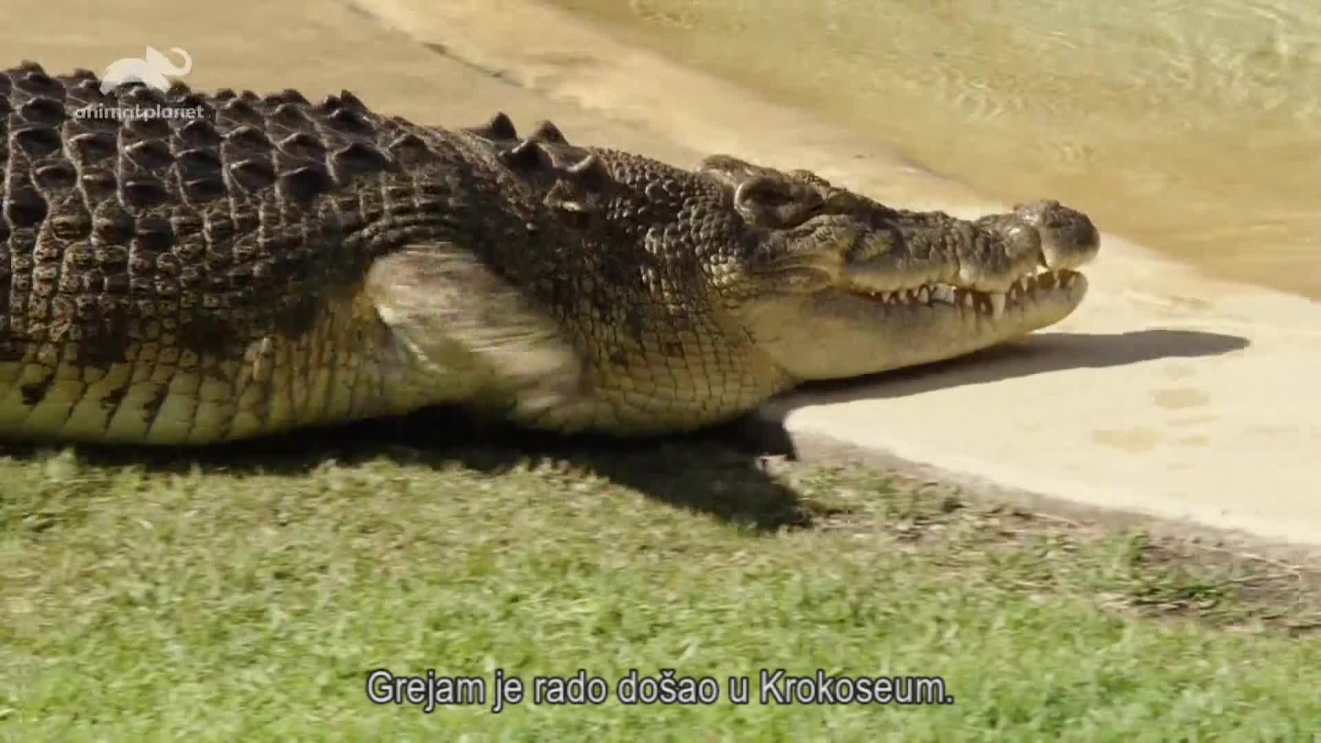 AnimalPlanet
