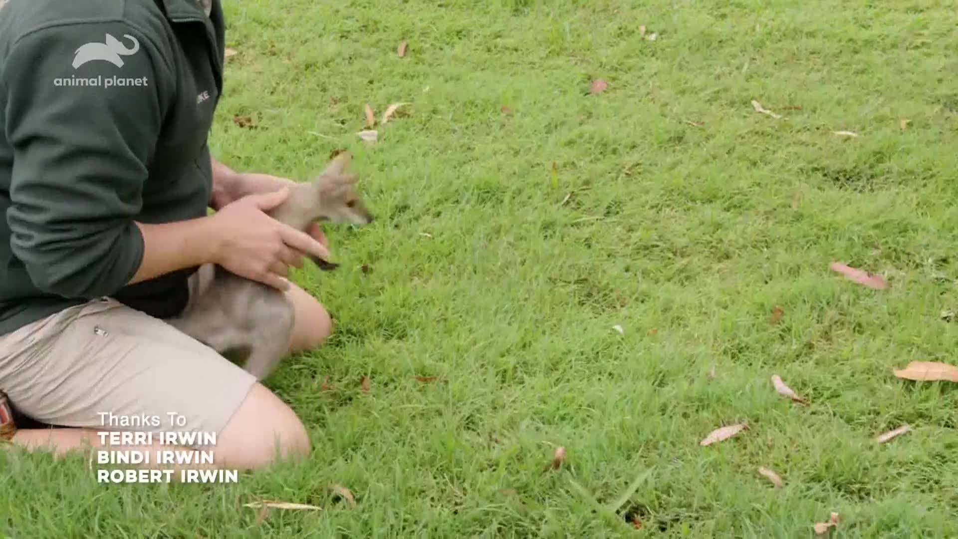 AnimalPlanet