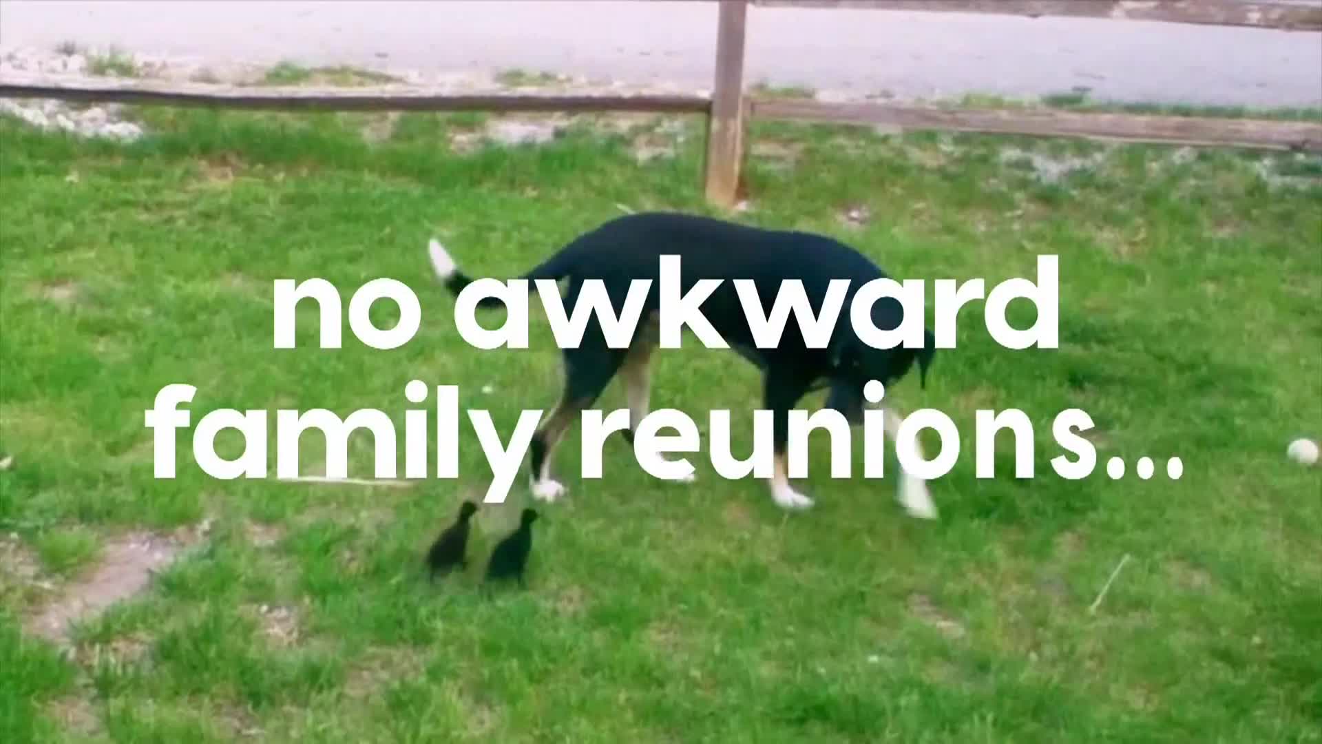 AnimalPlanet