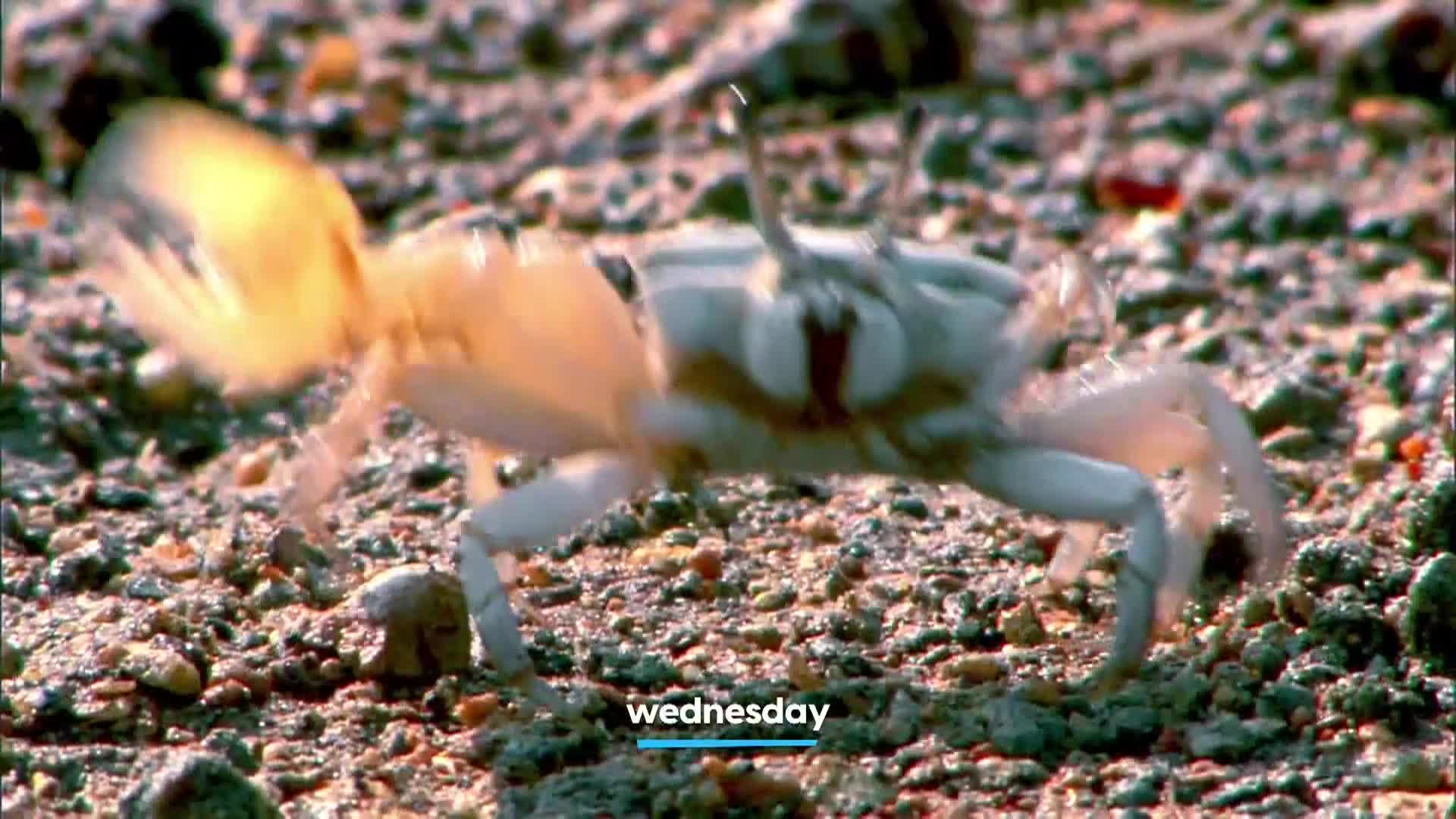AnimalPlanet