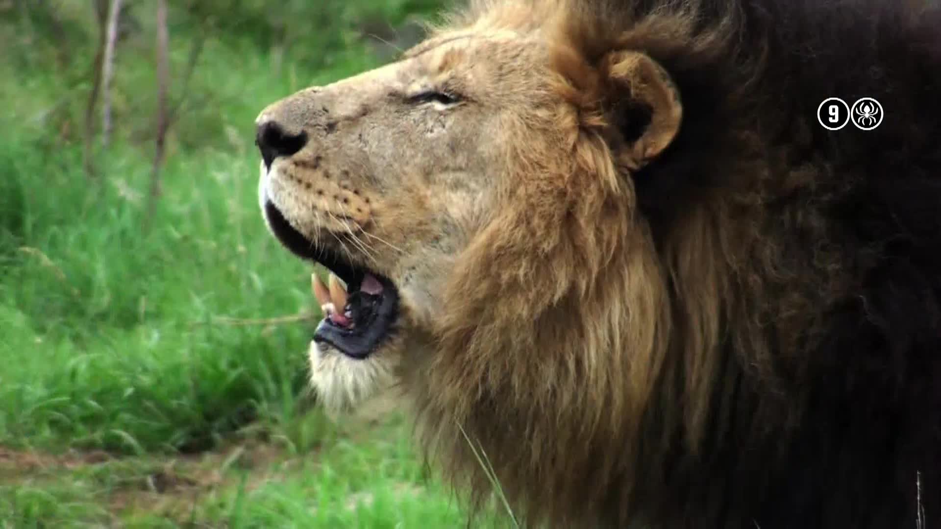 AnimalPlanet