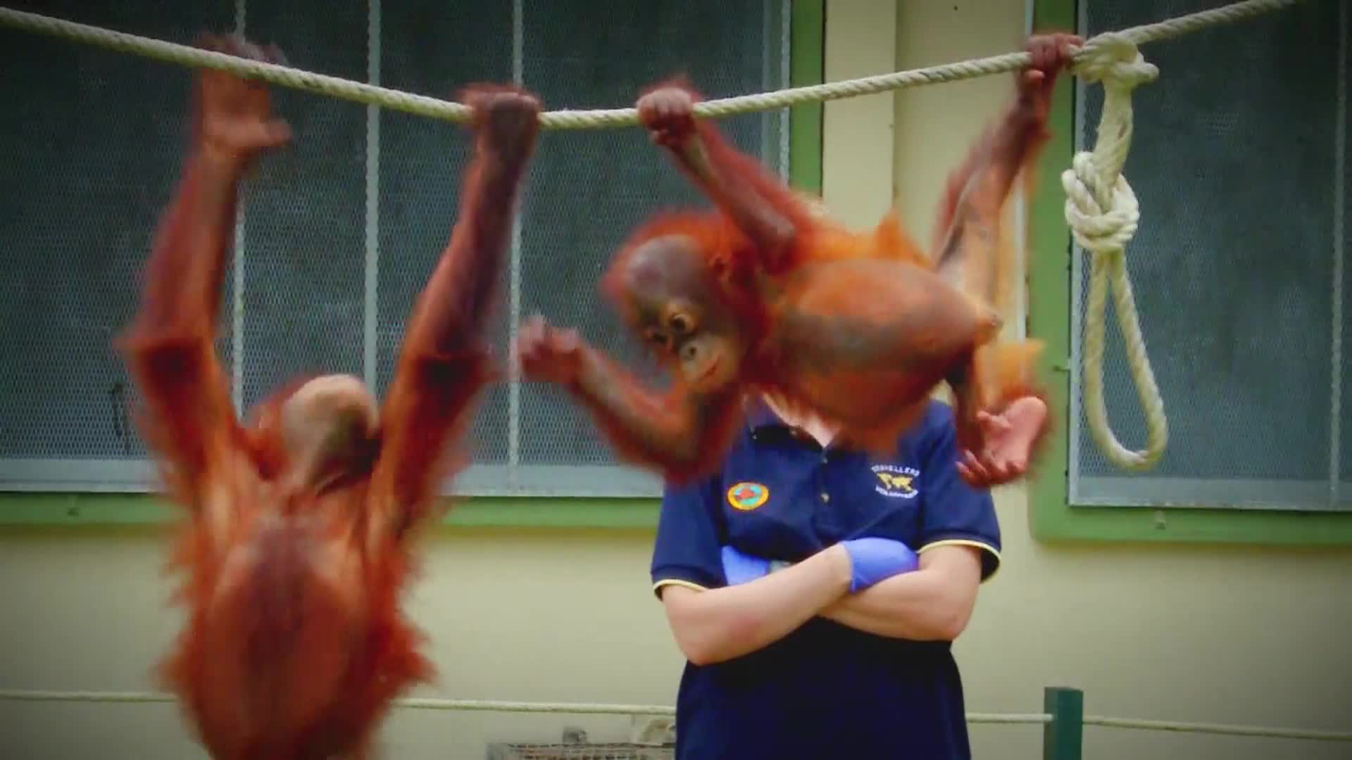 AnimalPlanet