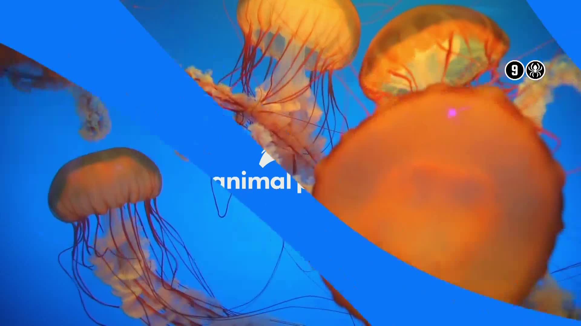 AnimalPlanet
