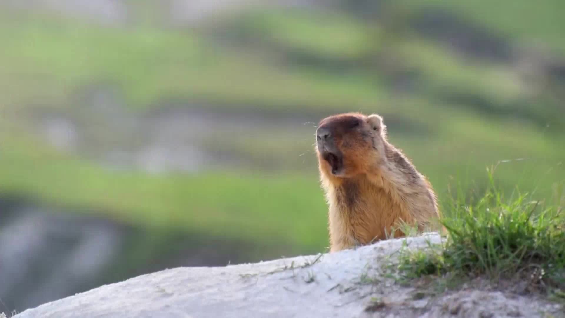 AnimalPlanet