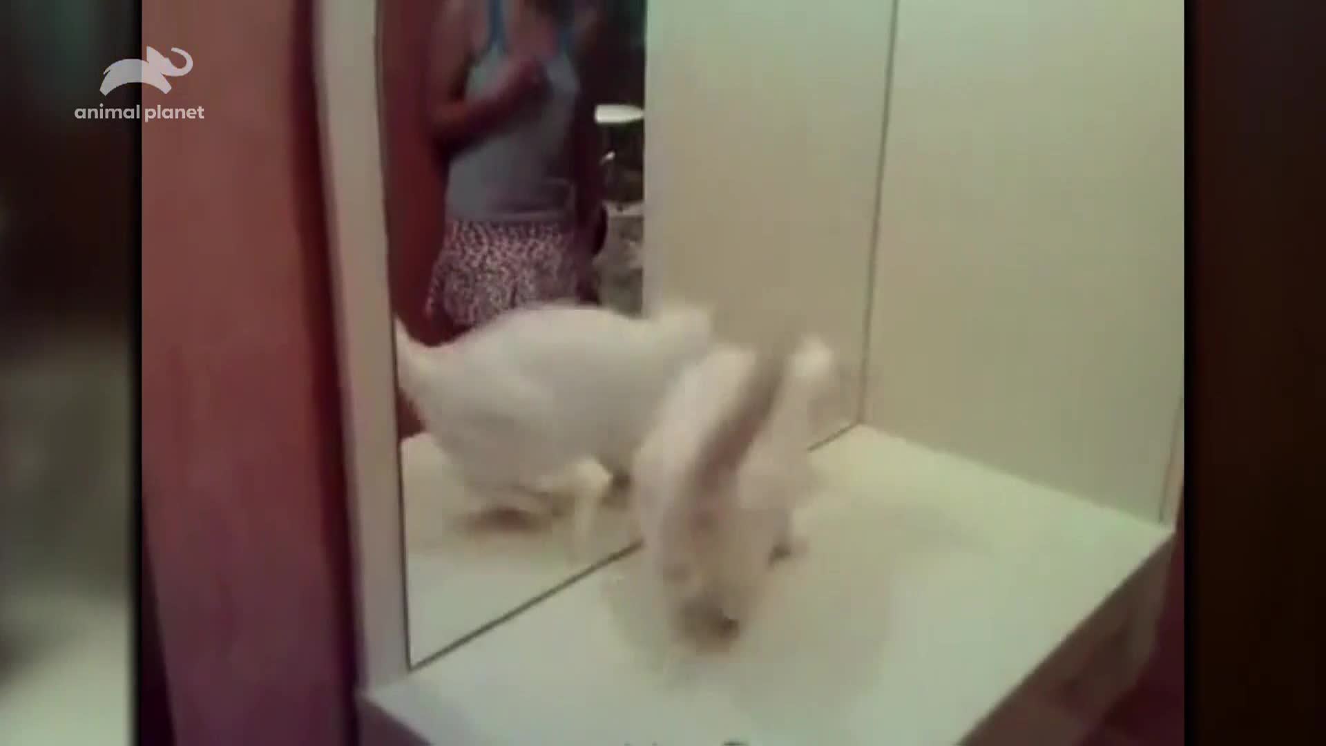 AnimalPlanet
