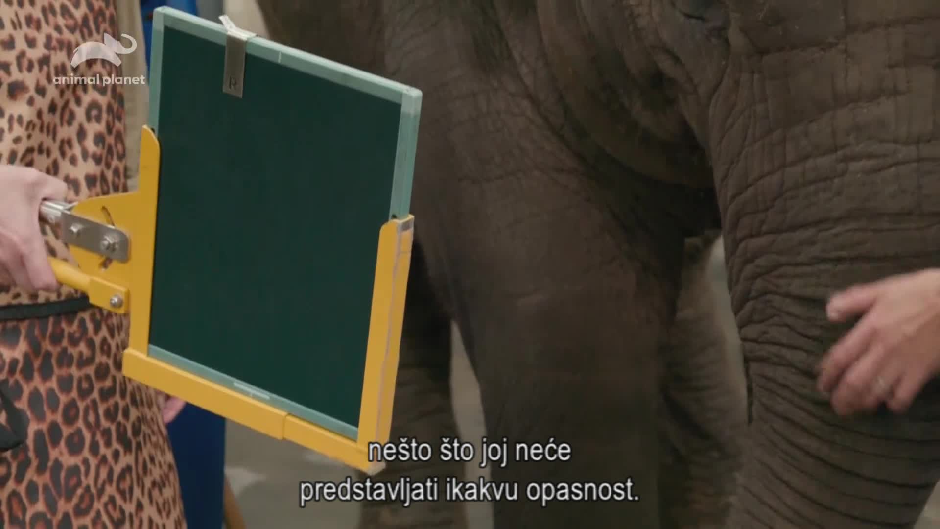AnimalPlanet