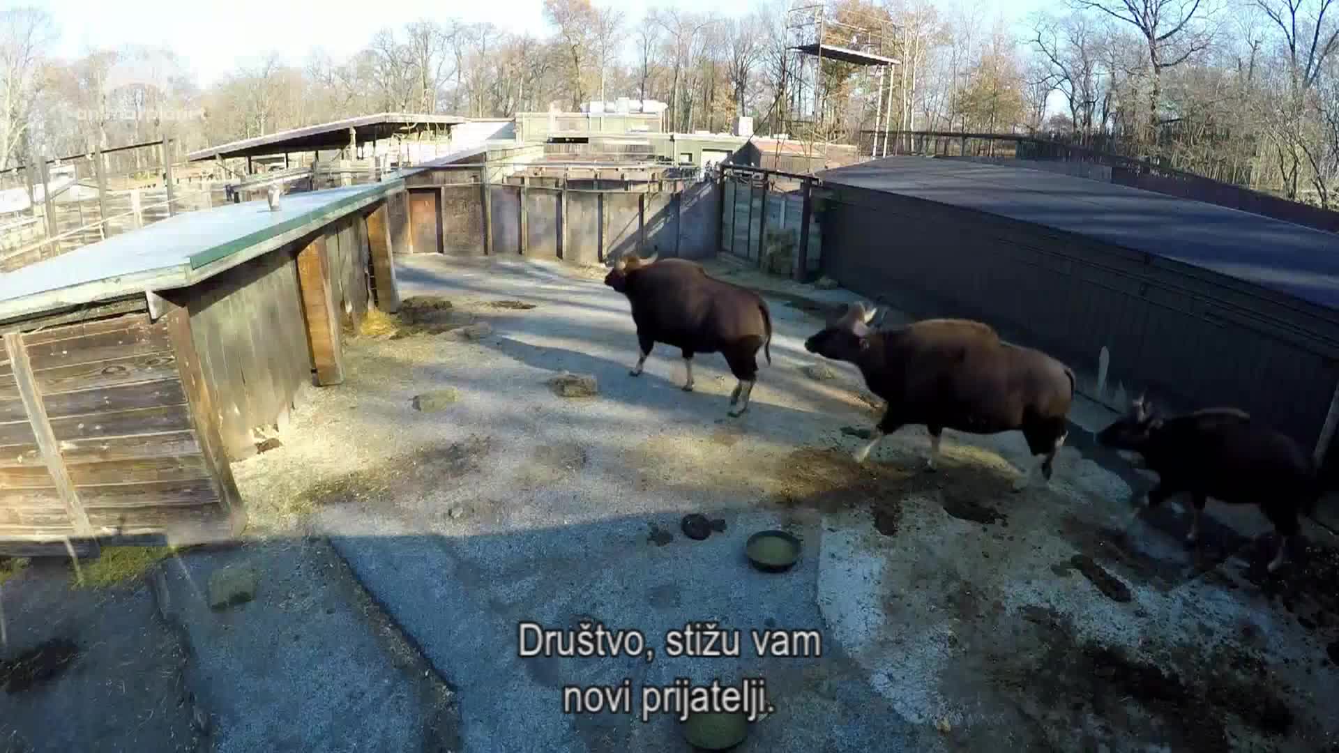 AnimalPlanet