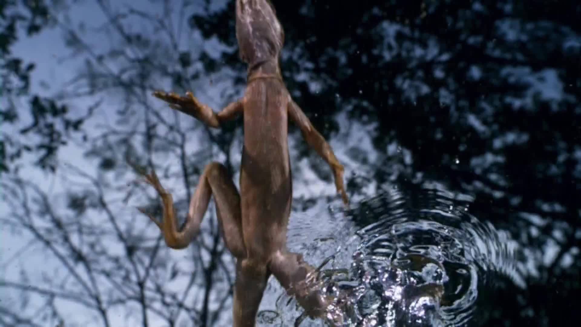 AnimalPlanet