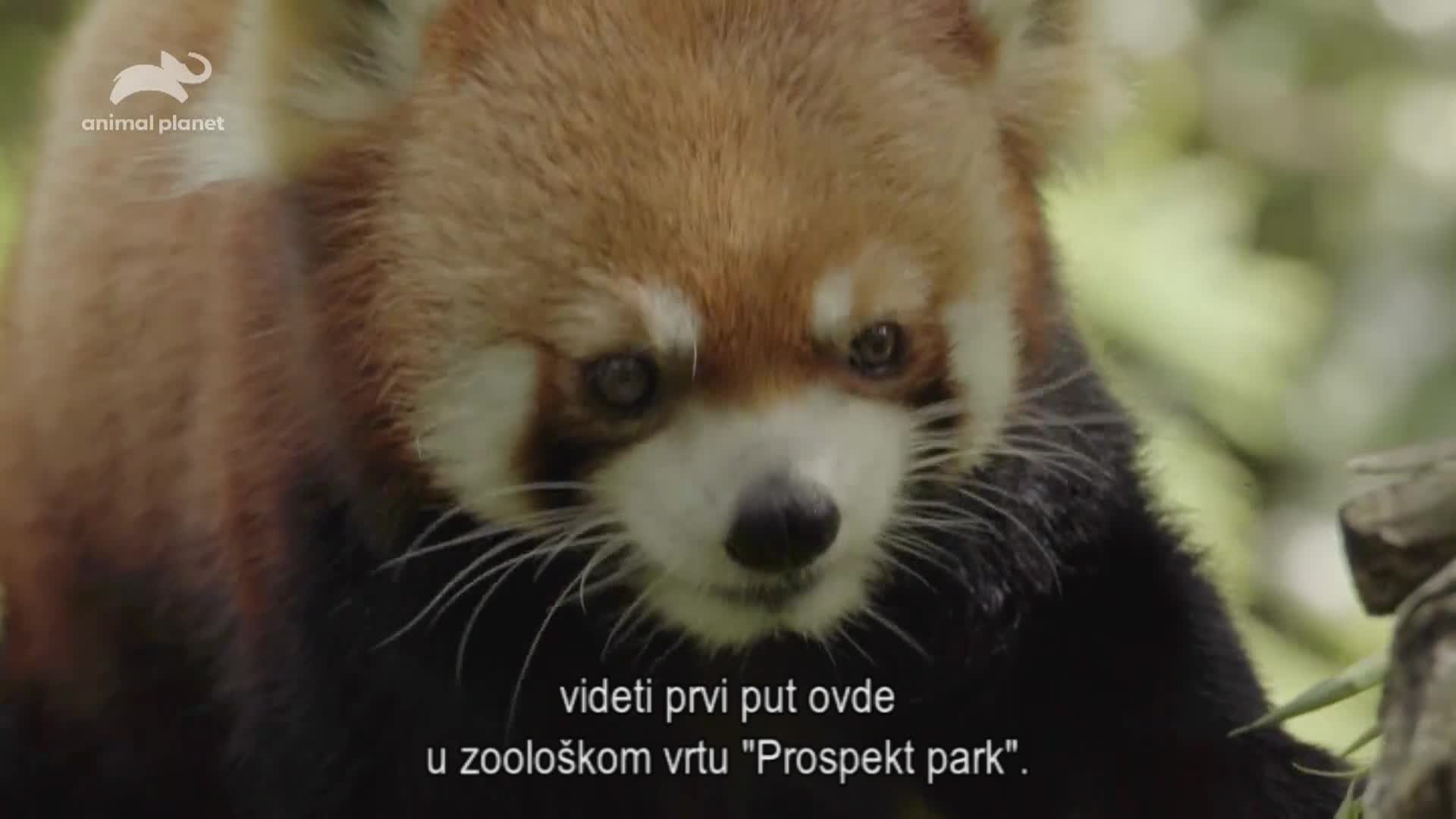 AnimalPlanet