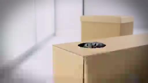 AnimalPlanet