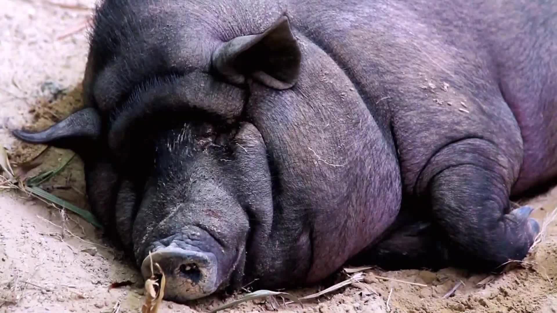 AnimalPlanet