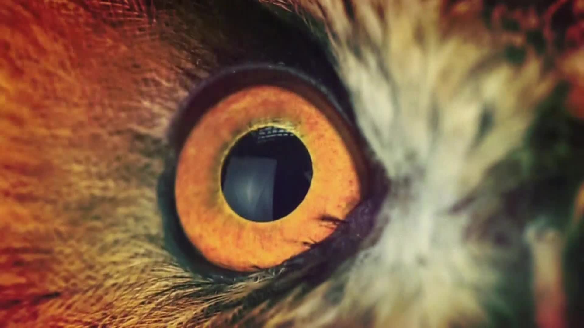 AnimalPlanet