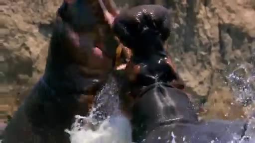 AnimalPlanet