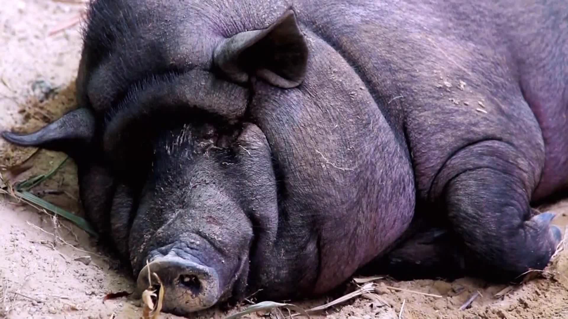 AnimalPlanet