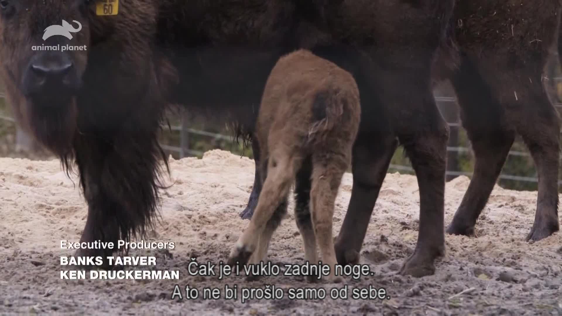 AnimalPlanet