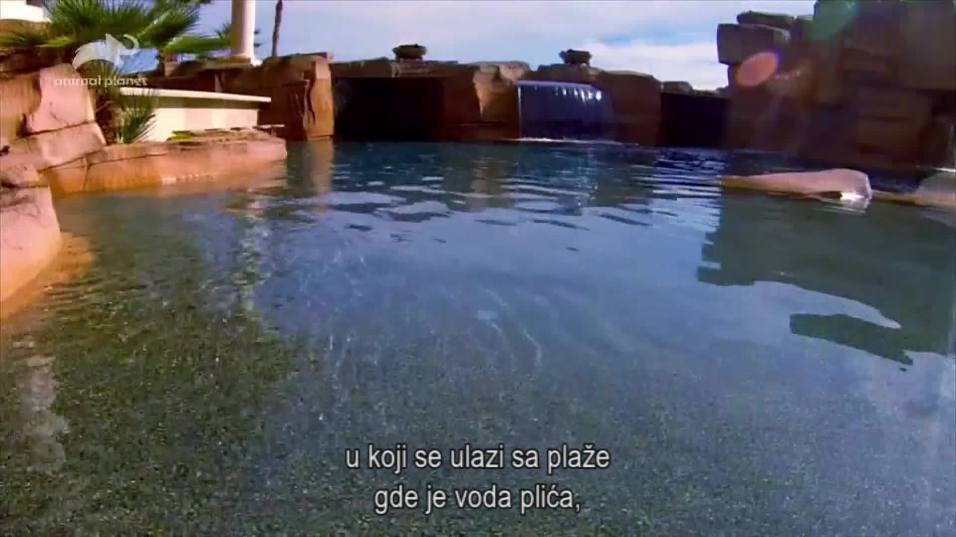 AnimalPlanet
