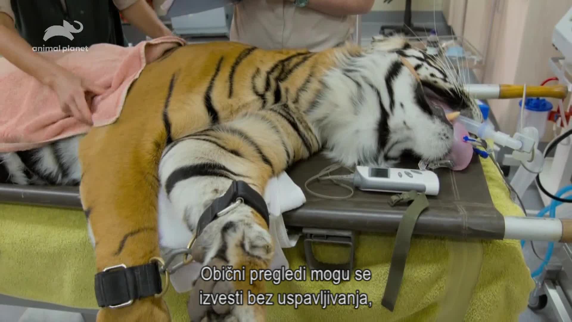 AnimalPlanet
