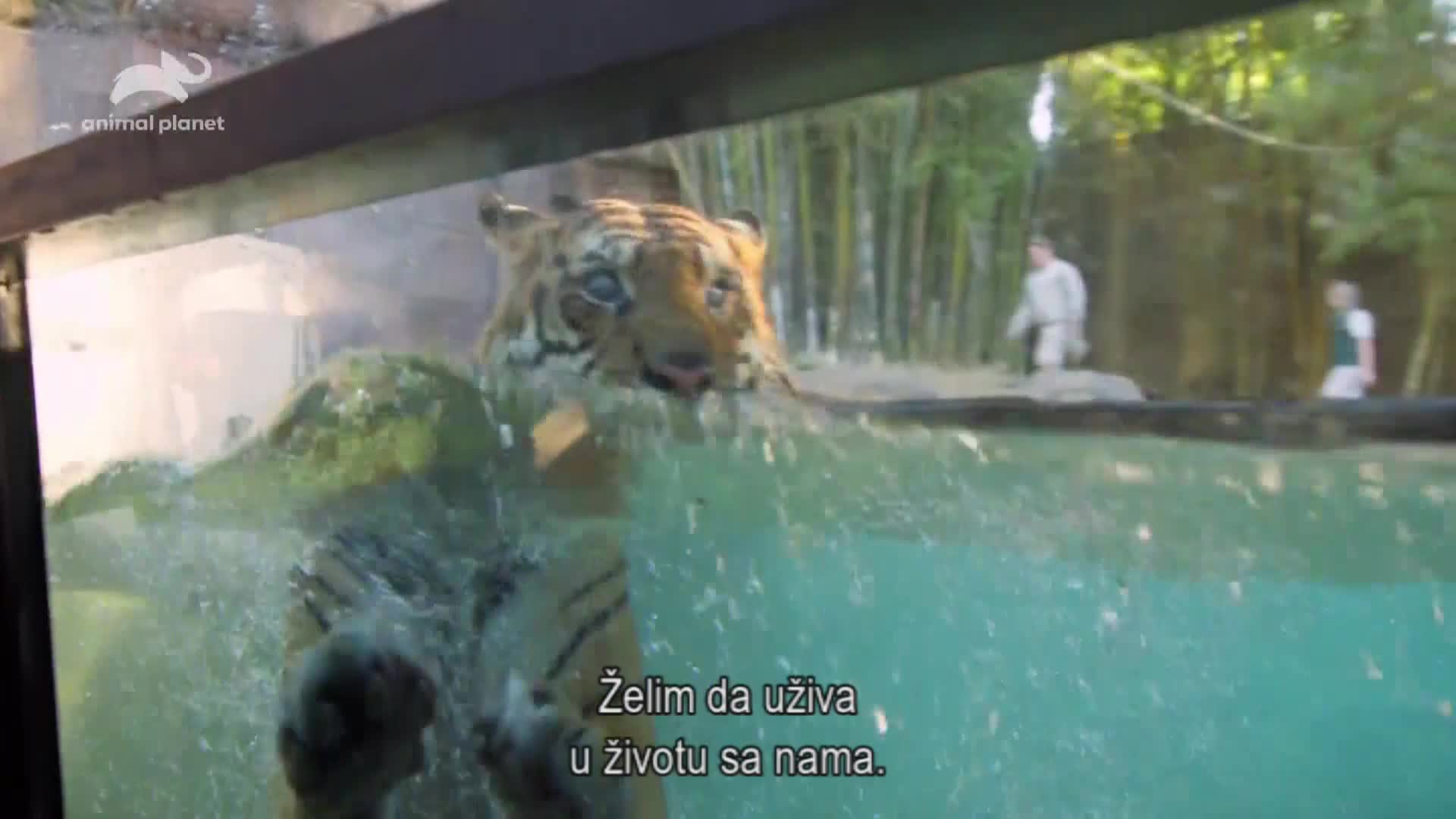 AnimalPlanet