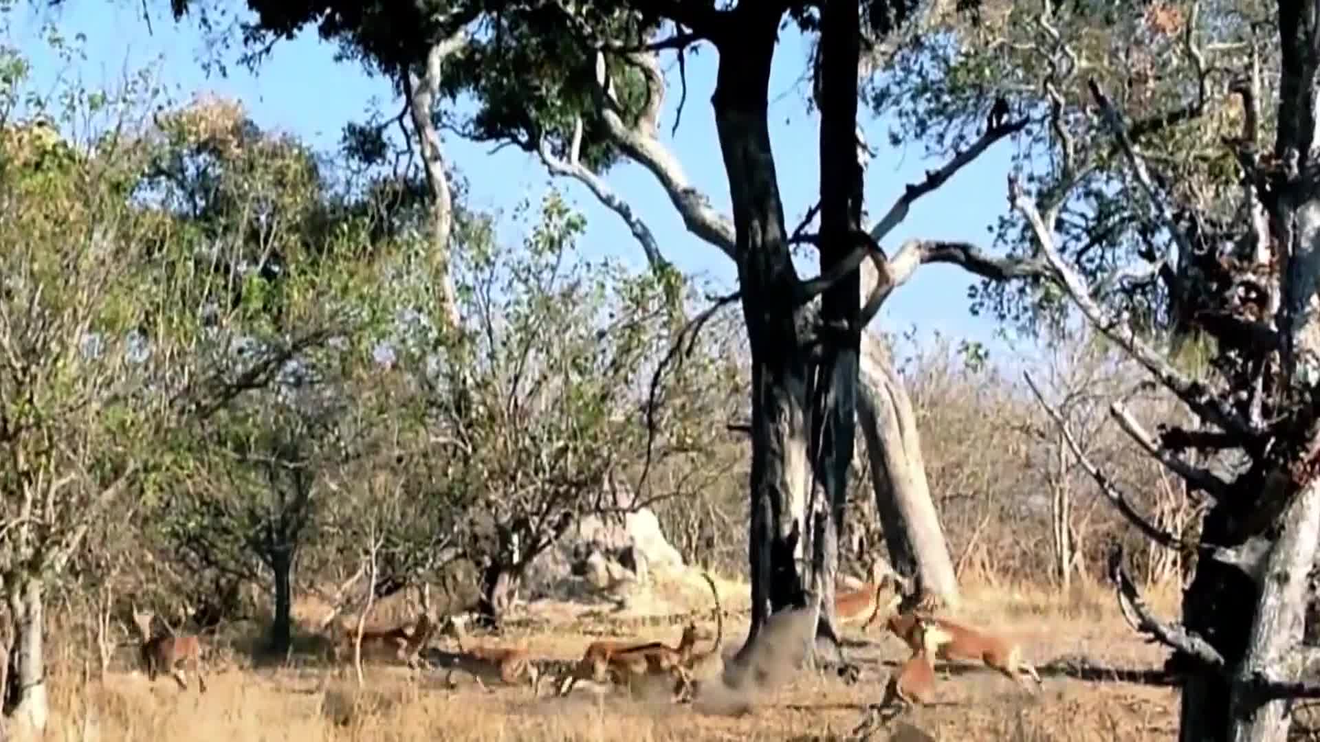 AnimalPlanet