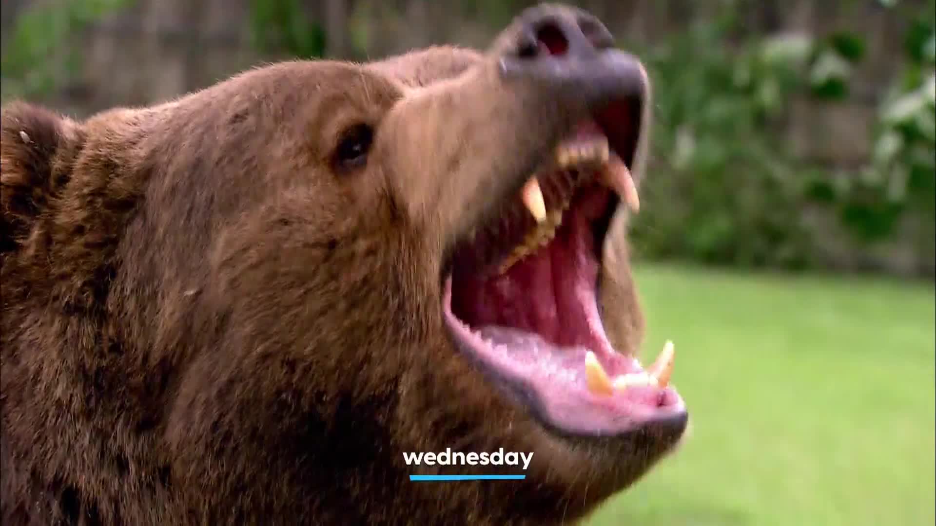 AnimalPlanet