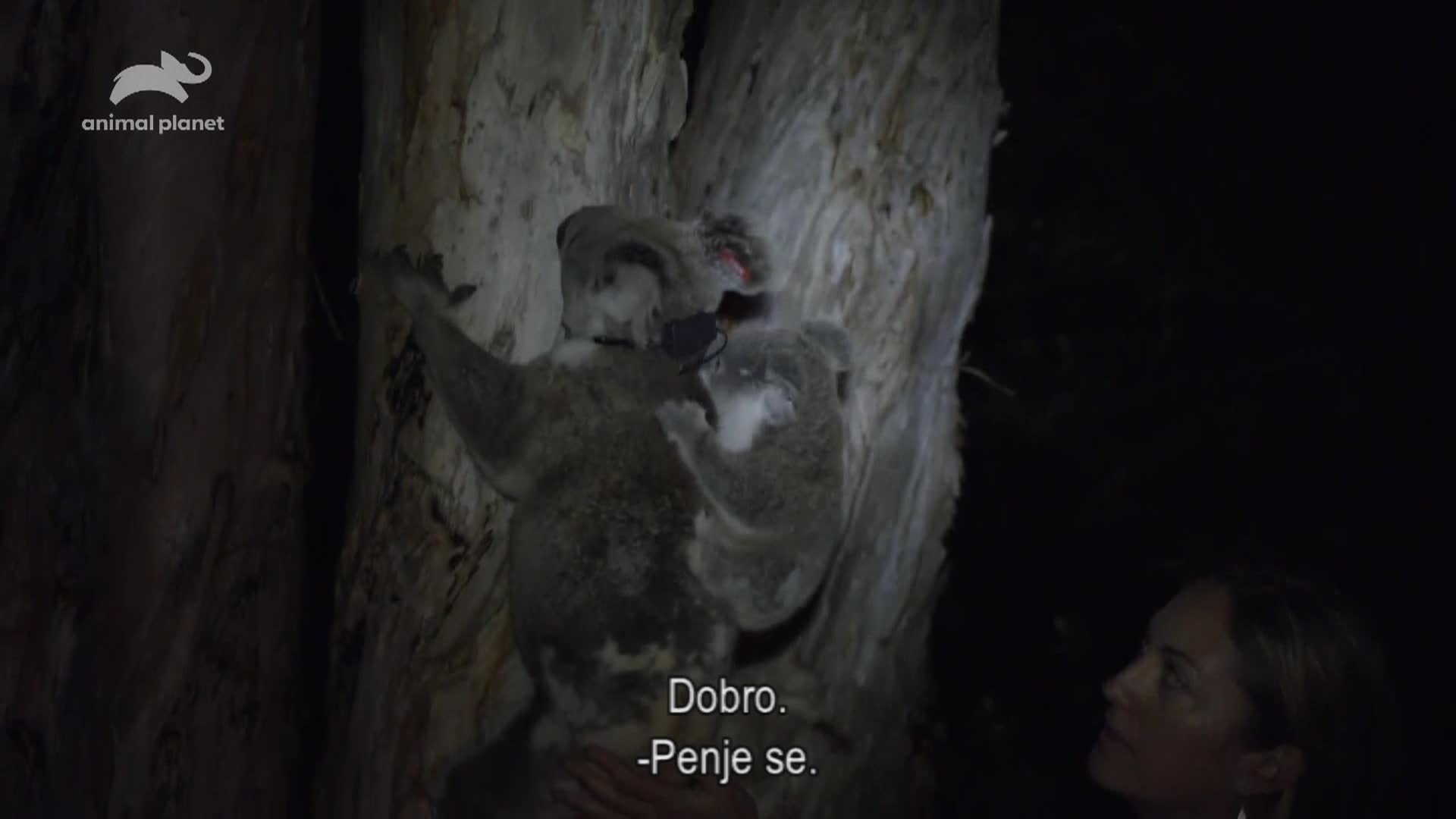 AnimalPlanet