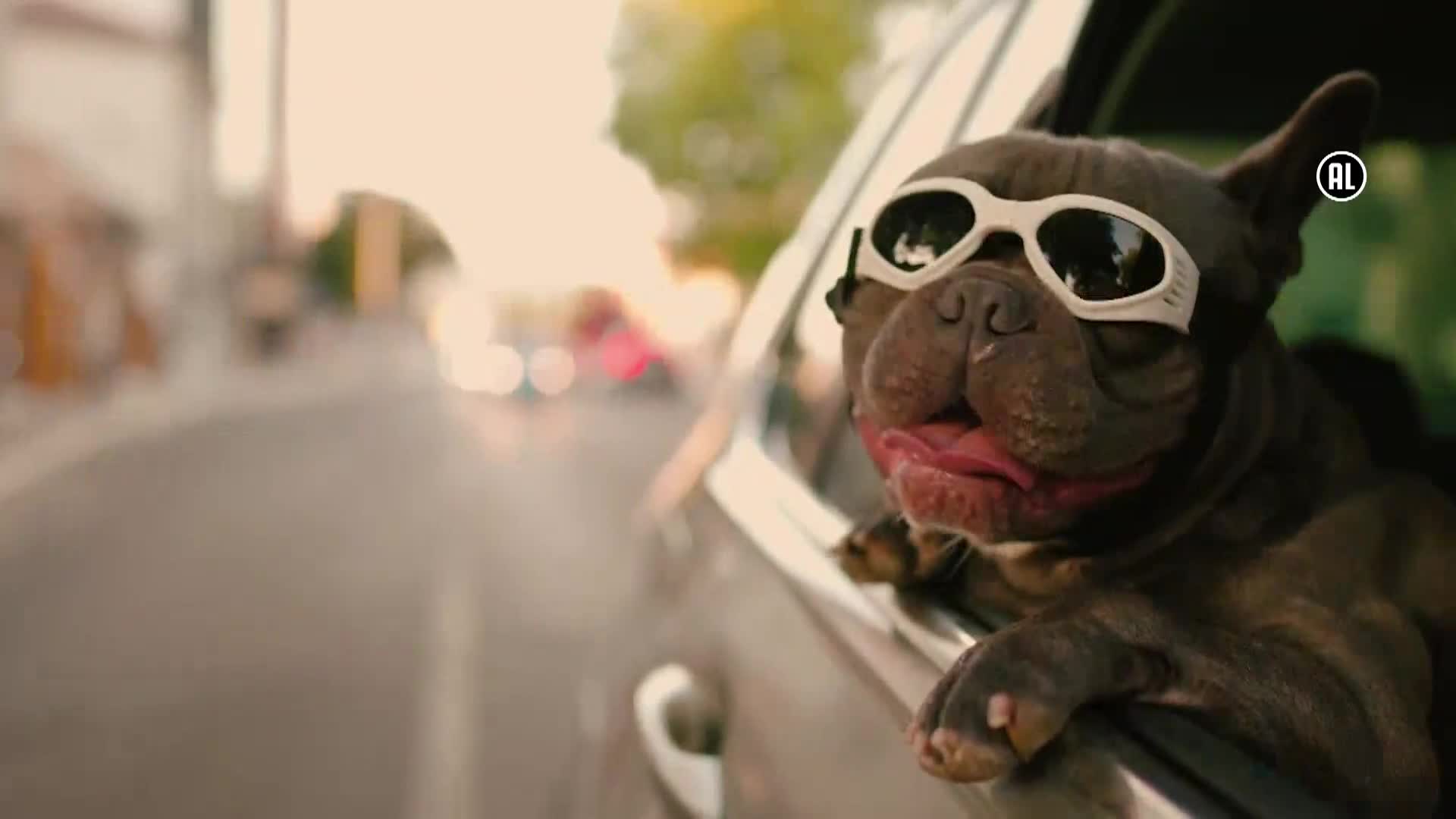 AnimalPlanet