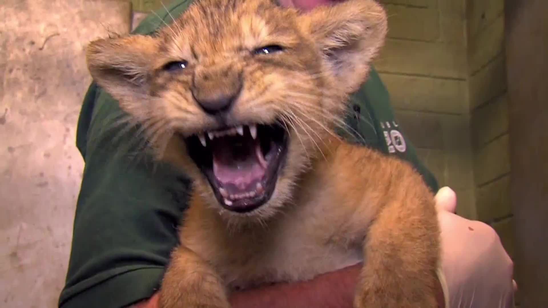 AnimalPlanet