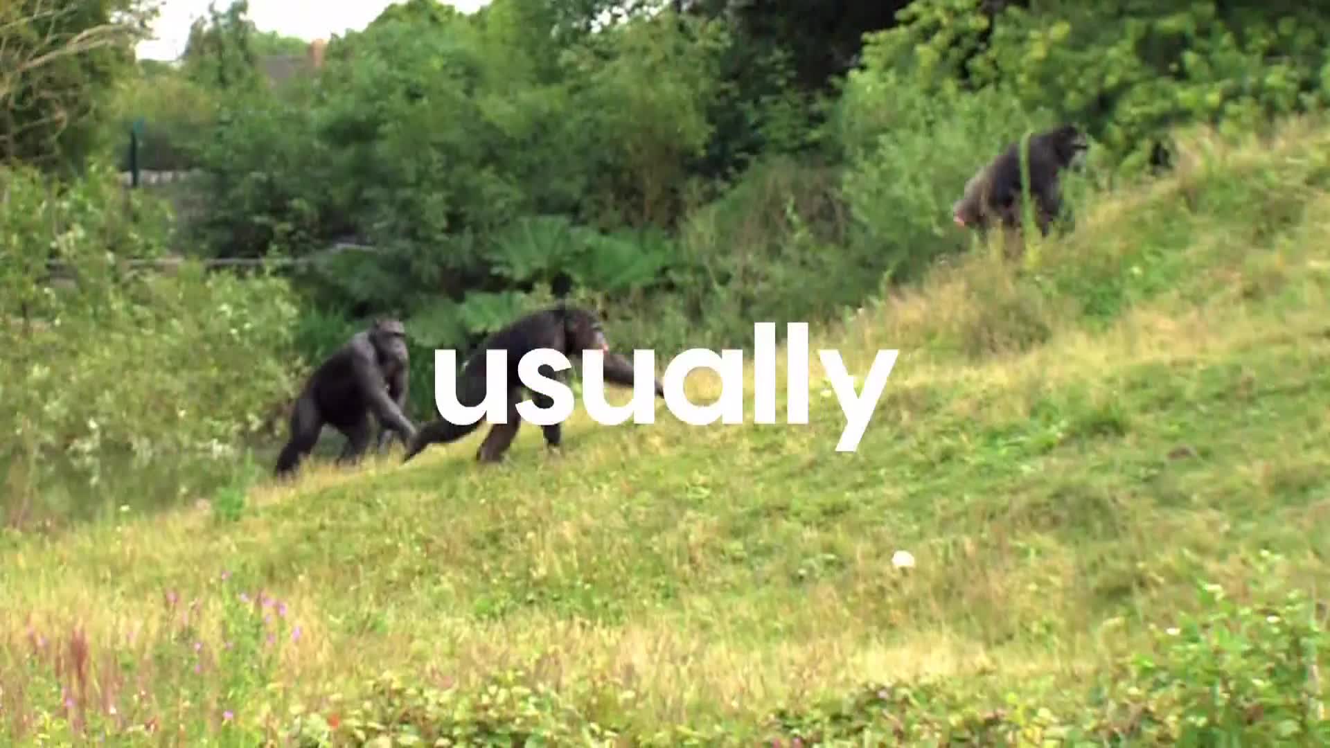 AnimalPlanet