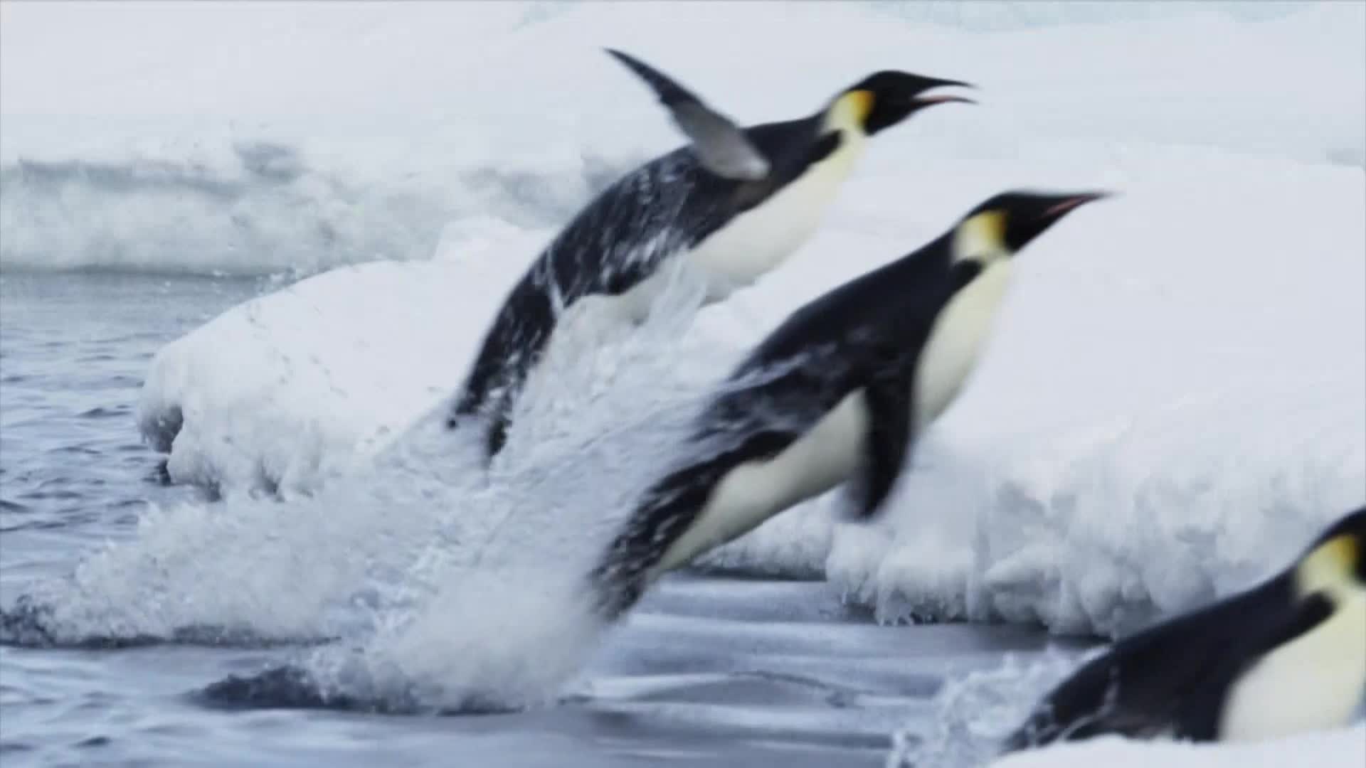 AnimalPlanet