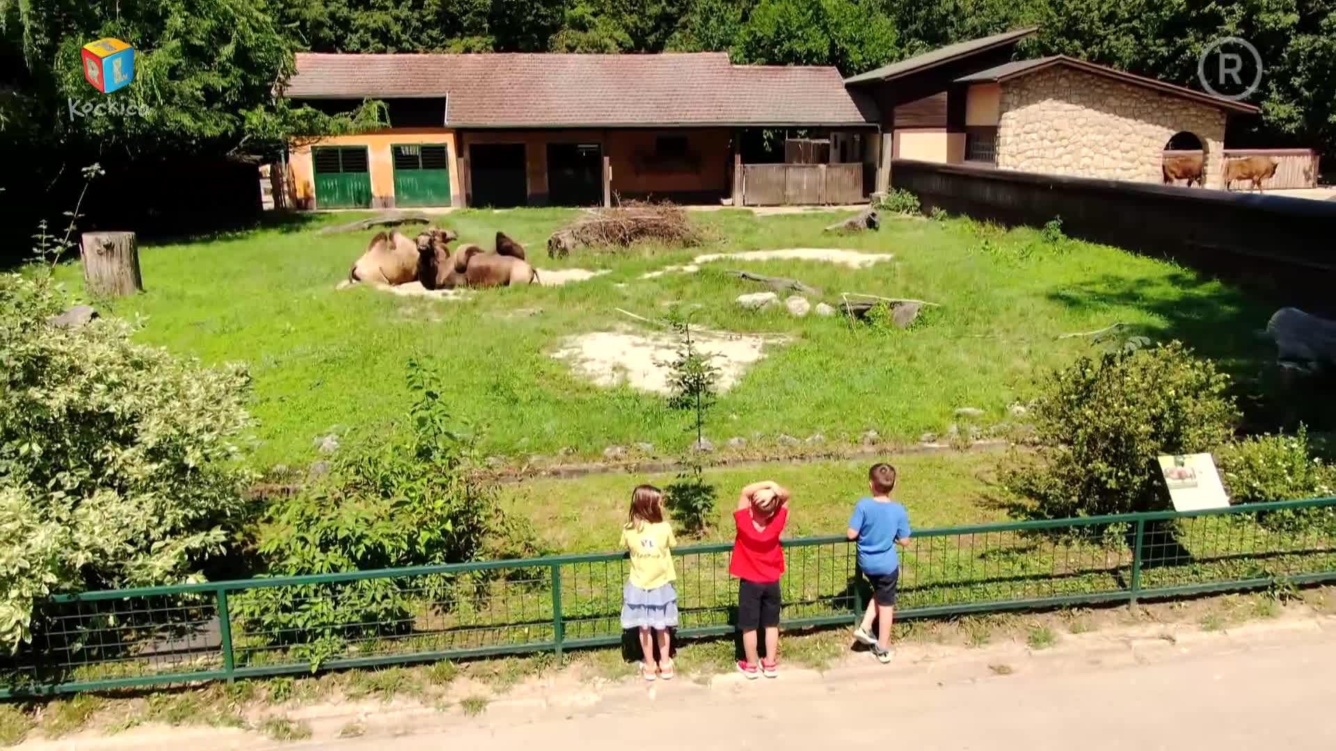 RTLKockica