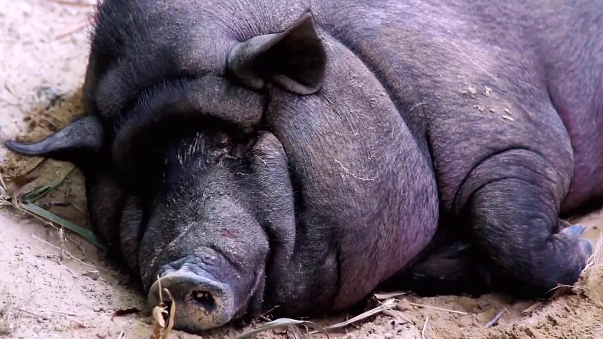 AnimalPlanet