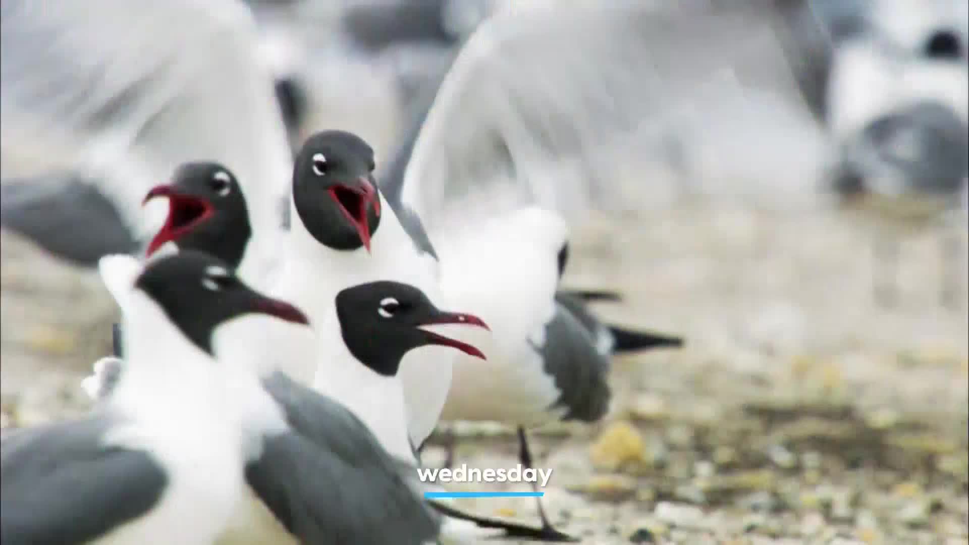 AnimalPlanet
